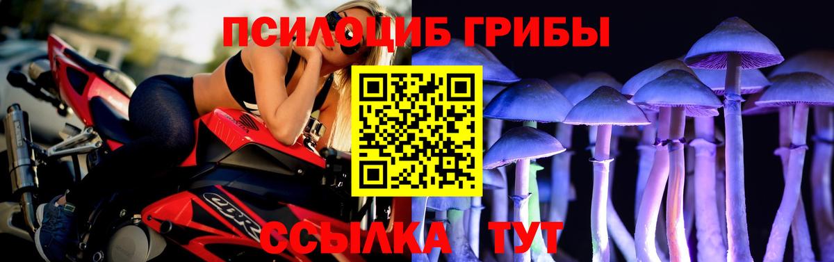 Псилоцибиновые грибы Psilocybe Клинцы